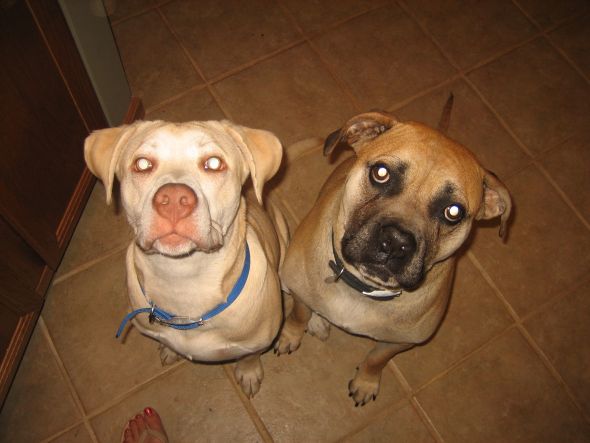 SpinOff:Post a picture of your pet! And tell me why you love them! :  wedding animals pets love Pups