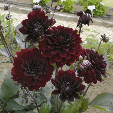 So what flowers did you choose for your bouquet - post pictures too : wedding Dahlia