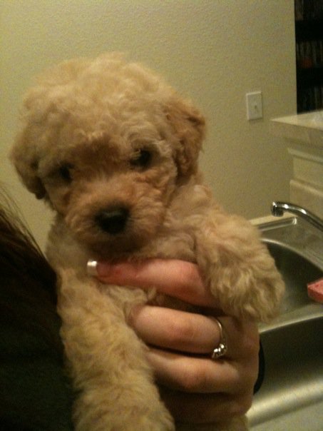 can't wait to pick up our puppy! (& show me your family pic w/ your puppy!) :  wedding pets dogs Bax