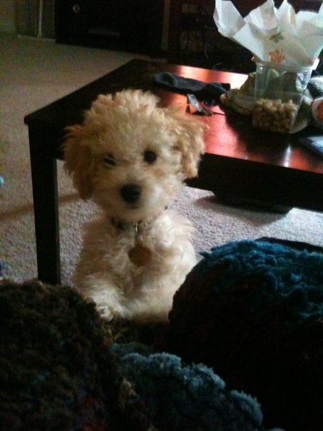 can't wait to pick up our puppy! (& show me your family pic w/ your puppy!) :  wedding pets dogs Bax1