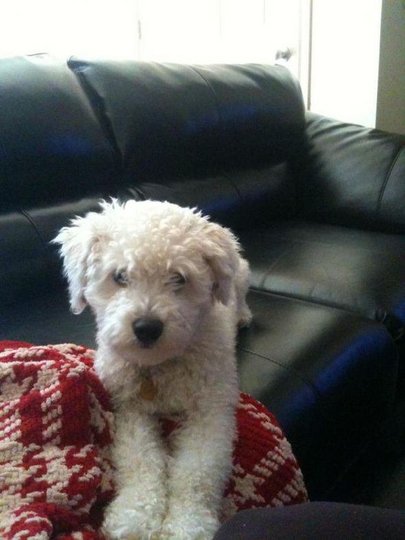 Help!! New puppy! :  wedding dogs puppy adjusting stress help Bax2