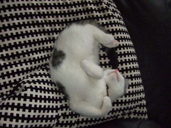 SpinOff:Post a picture of your pet! And tell me why you love them! :  wedding animals pets love DSCF2482