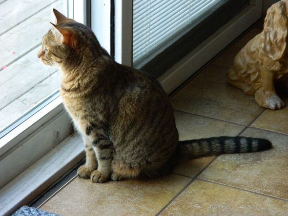 SpinOff:Post a picture of your pet! And tell me why you love them! :  wedding animals pets love DSCN0007