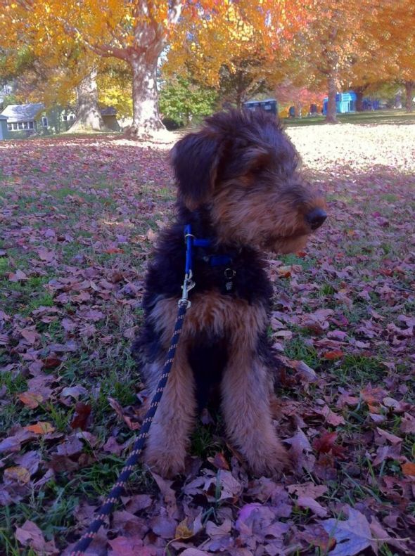 SpinOff:Post a picture of your pet! And tell me why you love them! :  wedding animals pets love IMG 0049
