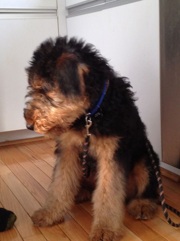 SpinOff:Post a picture of your pet! And tell me why you love them! : wedding animals pets love IMG 0091