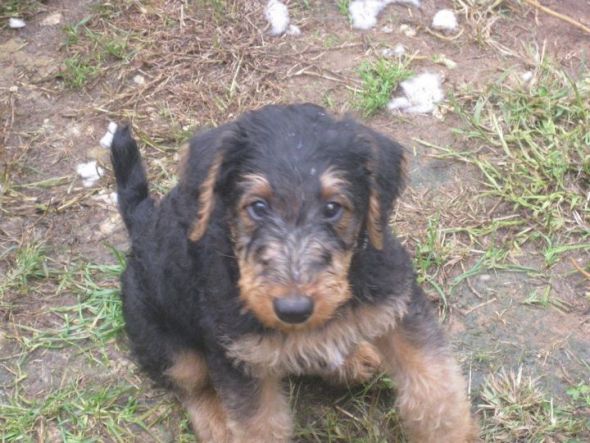 can't wait to pick up our puppy! (& show me your family pic w/ your puppy!) :  wedding pets dogs Marshall