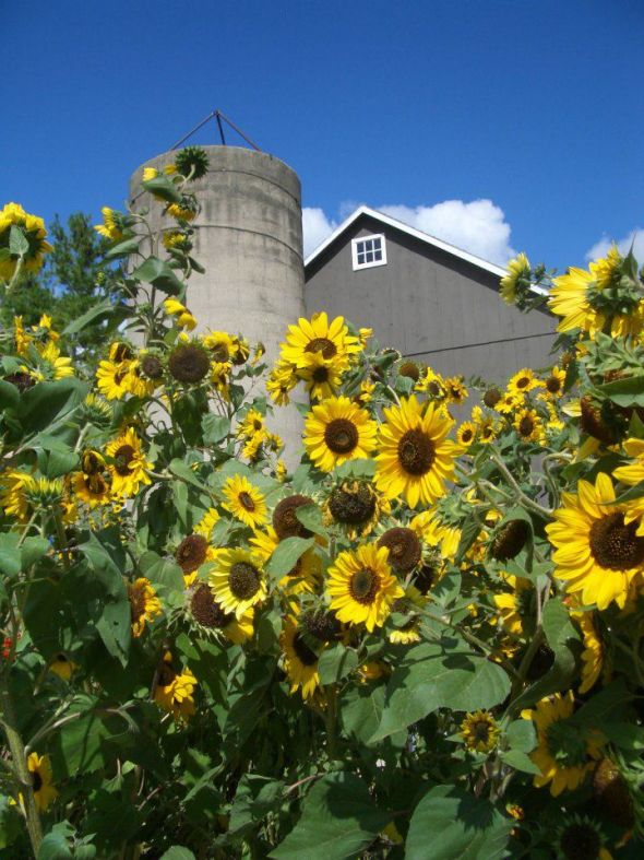 Check out Holy Hill Art Farm for a Rustic Barn Wedding Event!