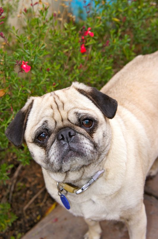 New Pug puppy Pics! Feel free to post your animals as well :) :  wedding DSC00462