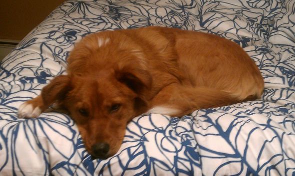 Cute overload!!  Post your sleepy puppy/kitten pics! :  wedding Pup