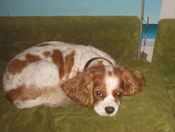 tomorrow is my older dog's 9th birthday... feeling a bit down : wedding dog birthday last birthday Molly
