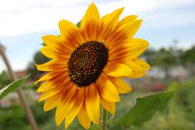 Fall Glam Decor Take It All Free Shipping! & Something For Free!!! :  wedding Sunflower Chandeliers, Diamonds, Fall Glam Decor And More!!!!! :  wedding Sunflower 