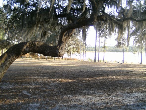 Help! I'm not allowed to decorate the tree we want to get married under! :  wedding decor outdoor ceremony help 1 tree dilemma Weddingtree