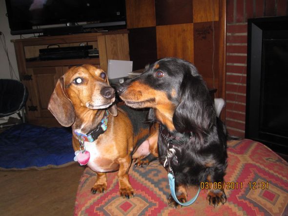 SpinOff:Post a picture of your pet! And tell me why you love them! :  wedding animals pets love IMG 0709