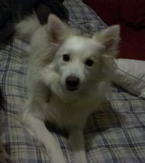 SpinOff:Post a picture of your pet! And tell me why you love them! : wedding animals pets love Aspen2