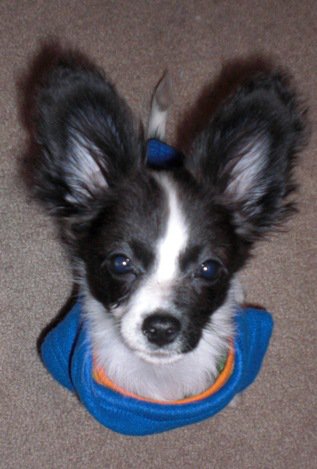 SpinOff:Post a picture of your pet! And tell me why you love them! : wedding animals pets love Starfox