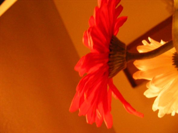 My afloral.com review w/ lots of pics! :  wedding afloral gerbera daisy silk flower real touch flower DSCF1812