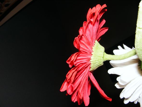 My afloral.com review w/ lots of pics! :  wedding afloral gerbera daisy silk flower real touch flower DSCF1813