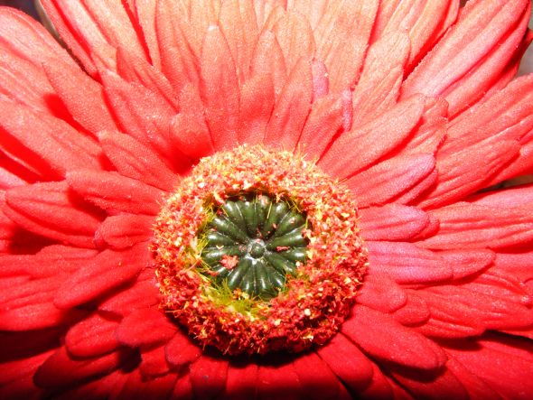 My afloral.com review w/ lots of pics! :  wedding afloral gerbera daisy silk flower real touch flower DSCF1815