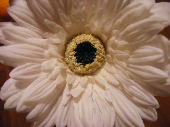My afloral.com review w/ lots of pics! :  wedding afloral gerbera daisy silk flower real touch flower Whitedaisy