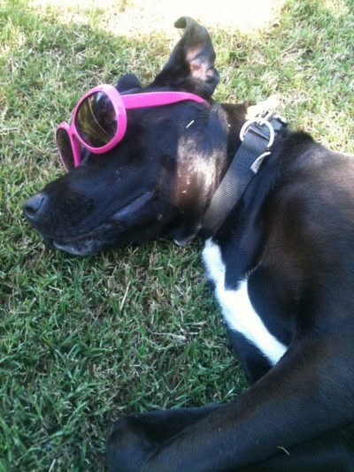 Does your dog wear a jacket/clothes? :  wedding Sadieglasses
