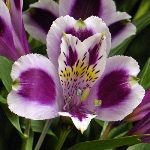 Show me your purple bouquets! :  wedding i Purple White Alstroemeria
