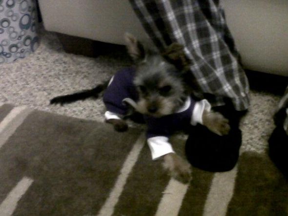 1st time dog owner help... pics too :P :  wedding god yorkie yorkshire terrier clothes pets growth .jpg