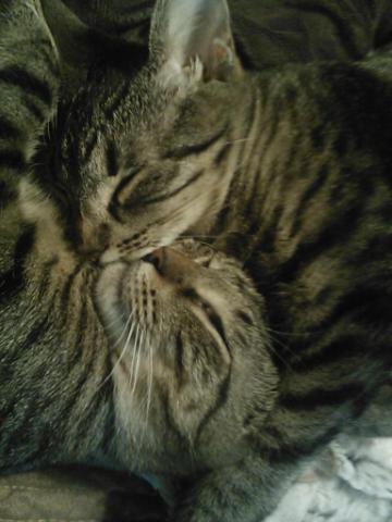 My SO and I are cat lovers! Show off your cats or pets! :) :  wedding pets Kitties12