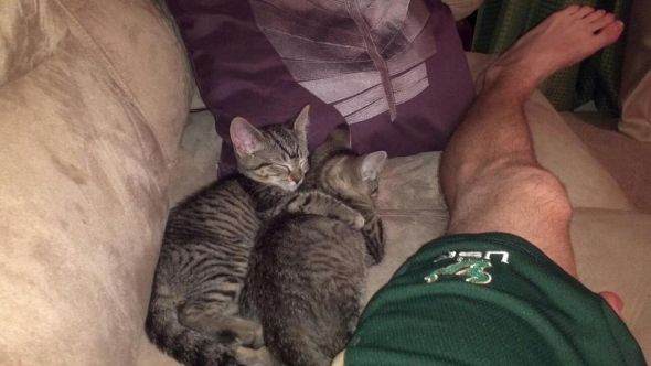 My SO and I are cat lovers! Show off your cats or pets! :) :  wedding pets Kitty