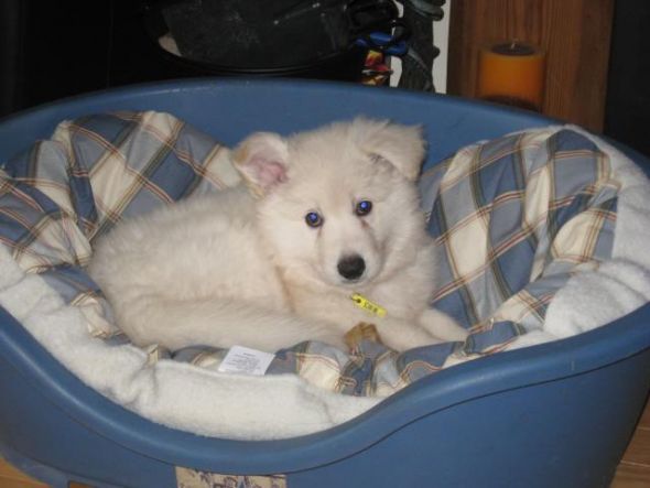 Bees with older dogs that you got as puppies--does it get better/easier? :  wedding Ghost2