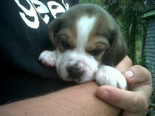 Early wedding gift to ourselves - furbaby!!! :  wedding puppy IMG00175 20120205 1248