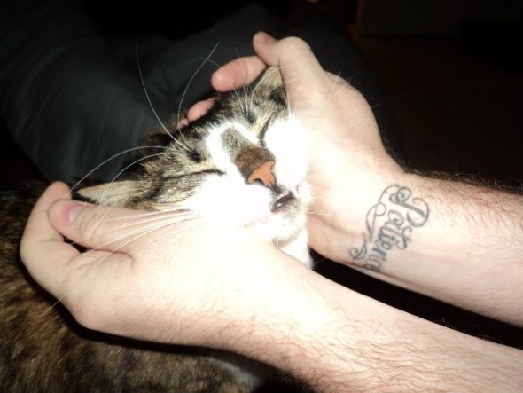 My SO and I are cat lovers! Show off your cats or pets! :) :  wedding pets Kitty
