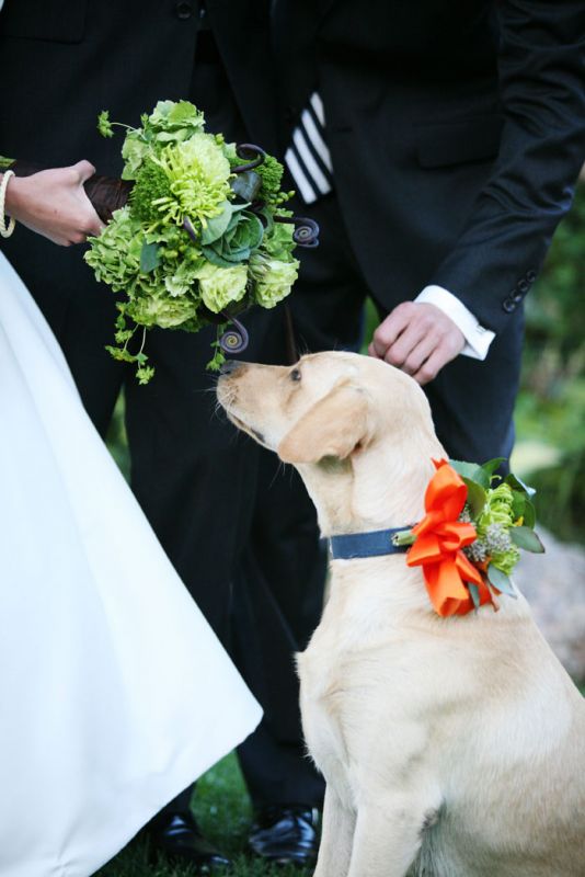 Incorporating Dog Into Wedding Day Photos 