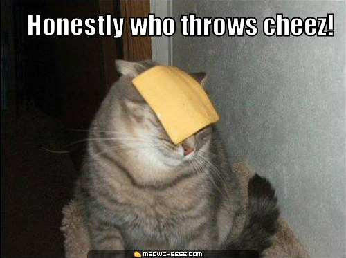 Lolcat Cheese