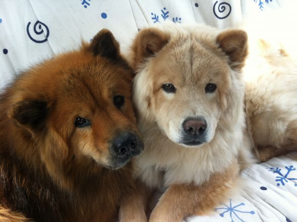 This is for all fur mom's out there! :  wedding animals fur babies cats dogs Lucalilyincar