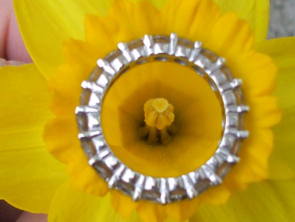 Let's See Your Ring Photo Shoot! :  wedding Daffodill Wedding Band