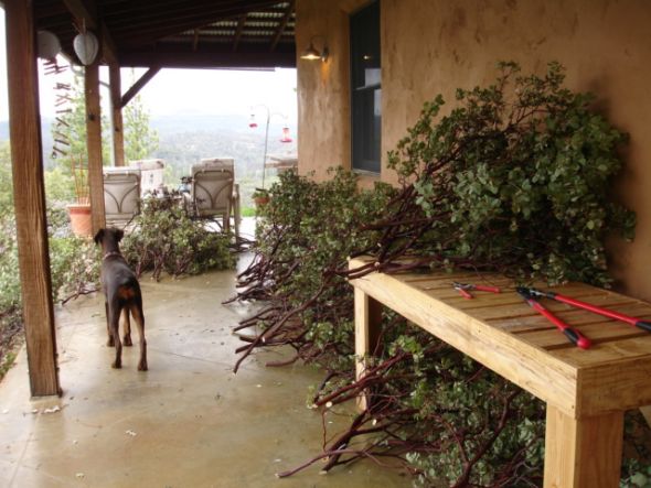 Manzanita branches? Where to buy... :  wedding centerpieces manzanita branches display Misc 130