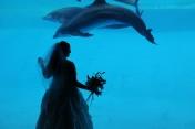 Dolphin love
