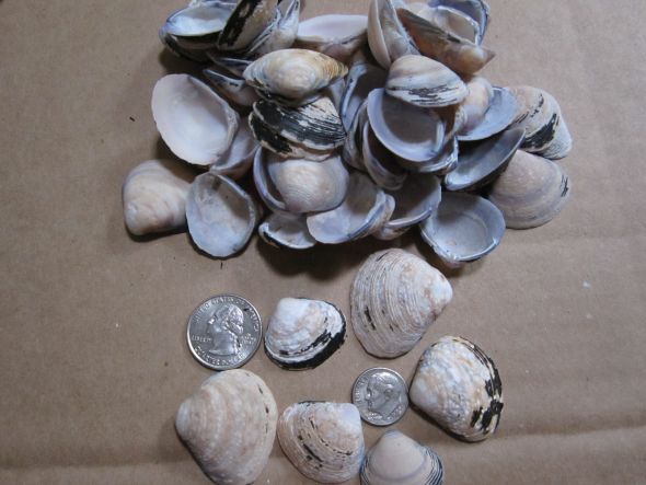 DIY Shells from Charleston SC for your beach theme wedding wedding
