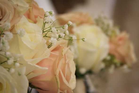 Sahara and Ivory Roses with Babies B