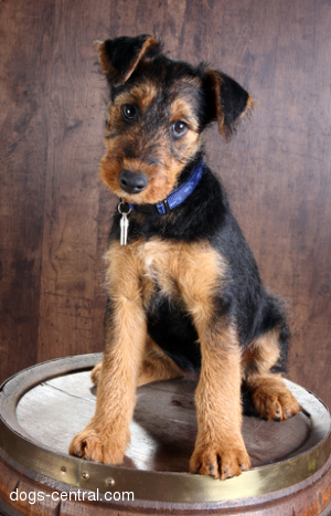 large airedale terrier