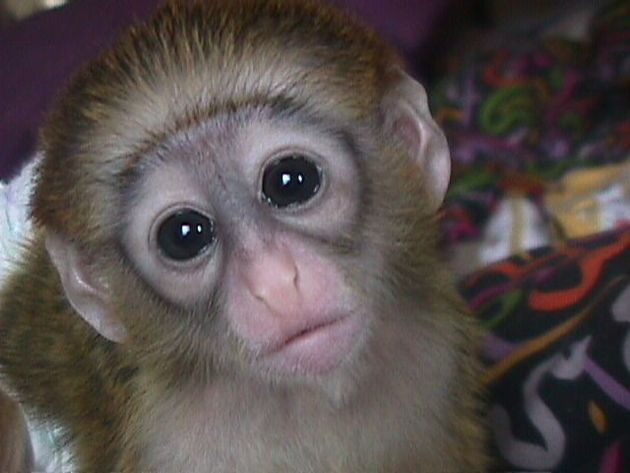 Female Capuchin Monkey