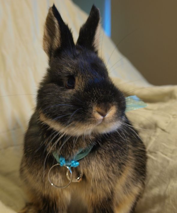 Bunny and Rings