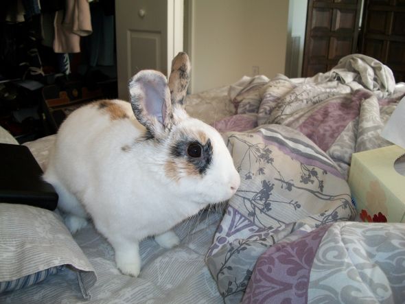 Anyone keep bunnies? :  wedding rabbit bun bunny bunnies rabbits Stella