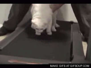 [Image: lazy-cat-on-a-treadmill_o_GIFSoup.com.gif]