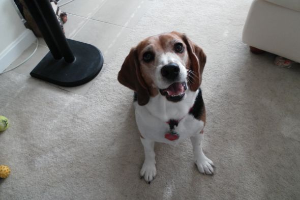 Getting a beagle/basset hound mix soon... show me pics of your beagle or basset! :  wedding beagle puppy dog basset hound SAM 1210