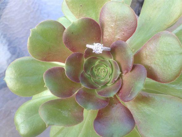 ring on a succulent