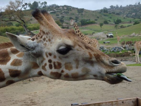 Official Post-A-Thon Chat Thread for 3/11/10 : wedding Chimoa The Giraffe