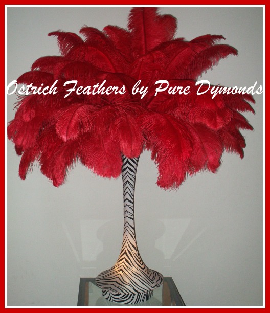 Rent Ostrich Feathers wedding ostrich feathers feathers ostrich feather 