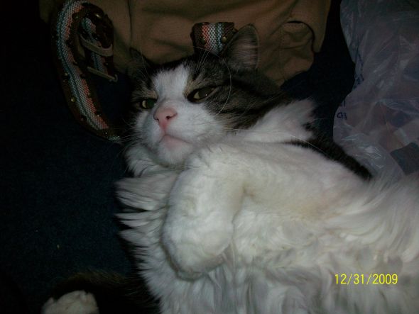 Post your pet pictures!! :  wedding 106 1179