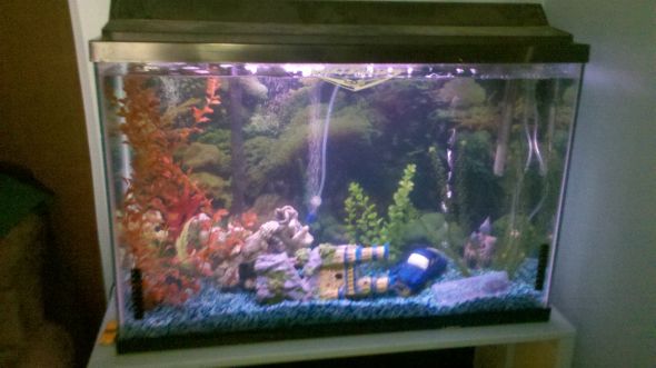 No babies for us = lots of babies for our fishes! : wedding fish aquarium 2011 09 02 15 08 08 41